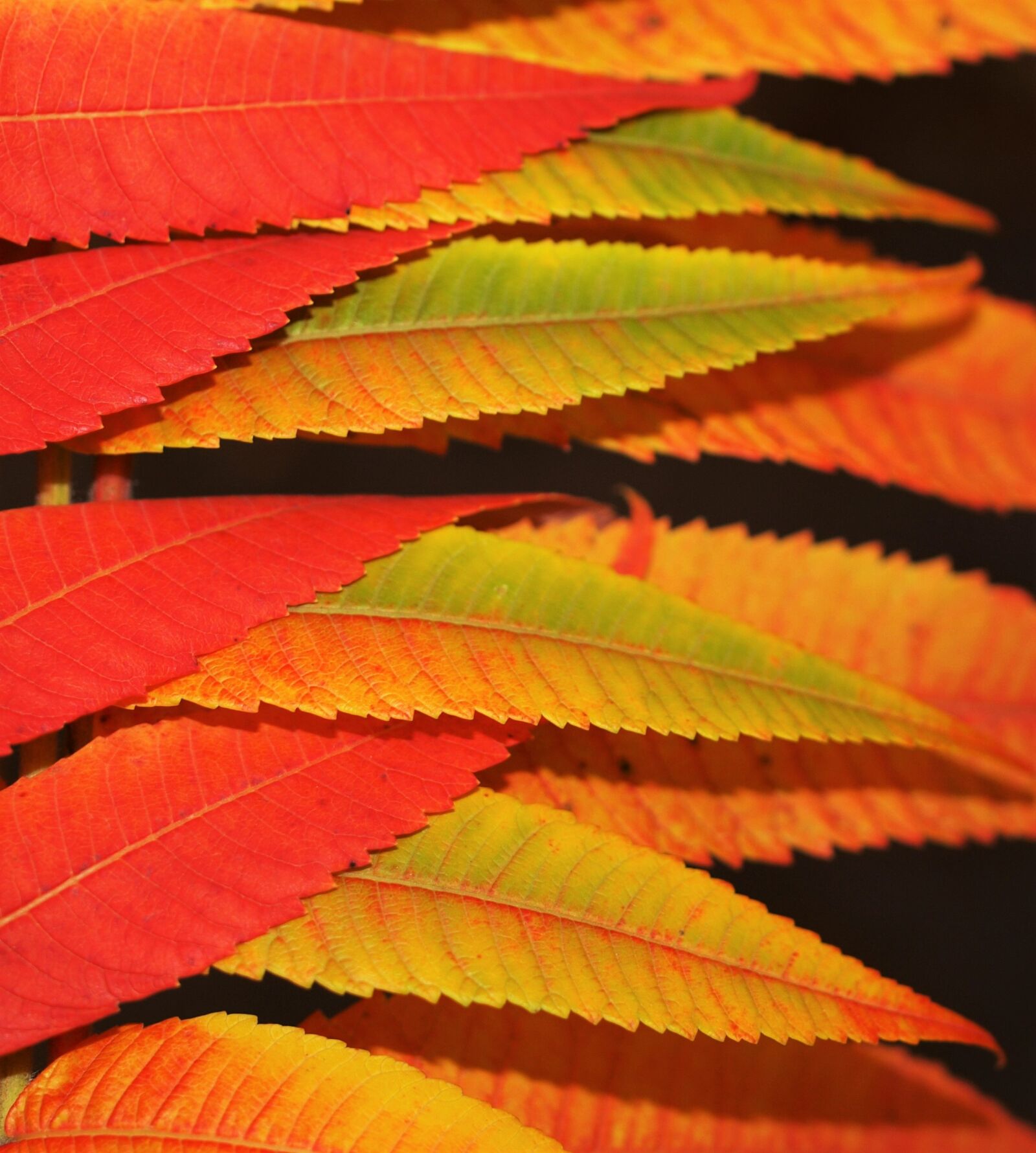 Olympus E-520 (EVOLT E-520) sample photo. Leaves, nature, autumn photography