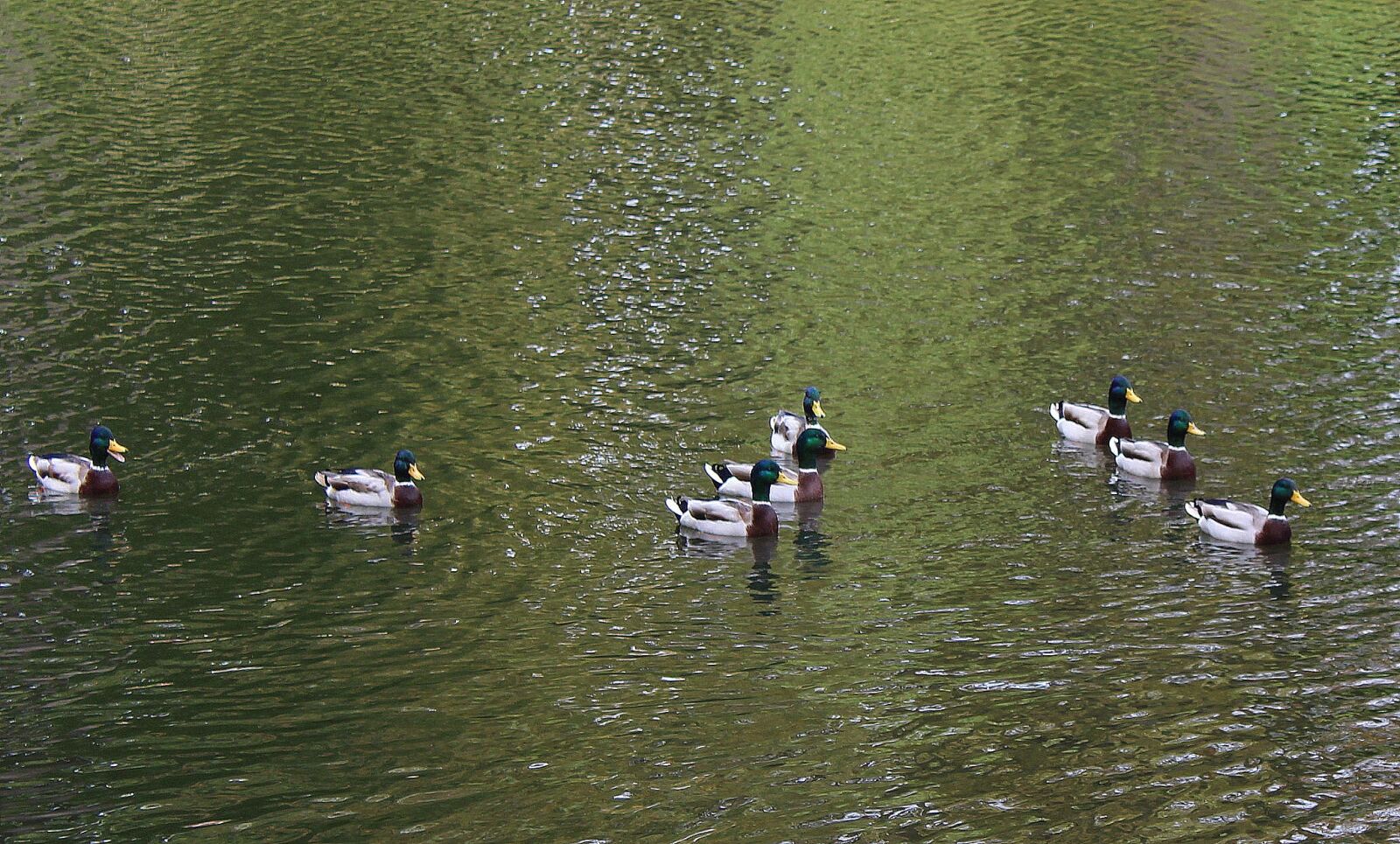 Canon EOS 1200D (EOS Rebel T5 / EOS Kiss X70 / EOS Hi) sample photo. Wild ducks, mallard duck photography