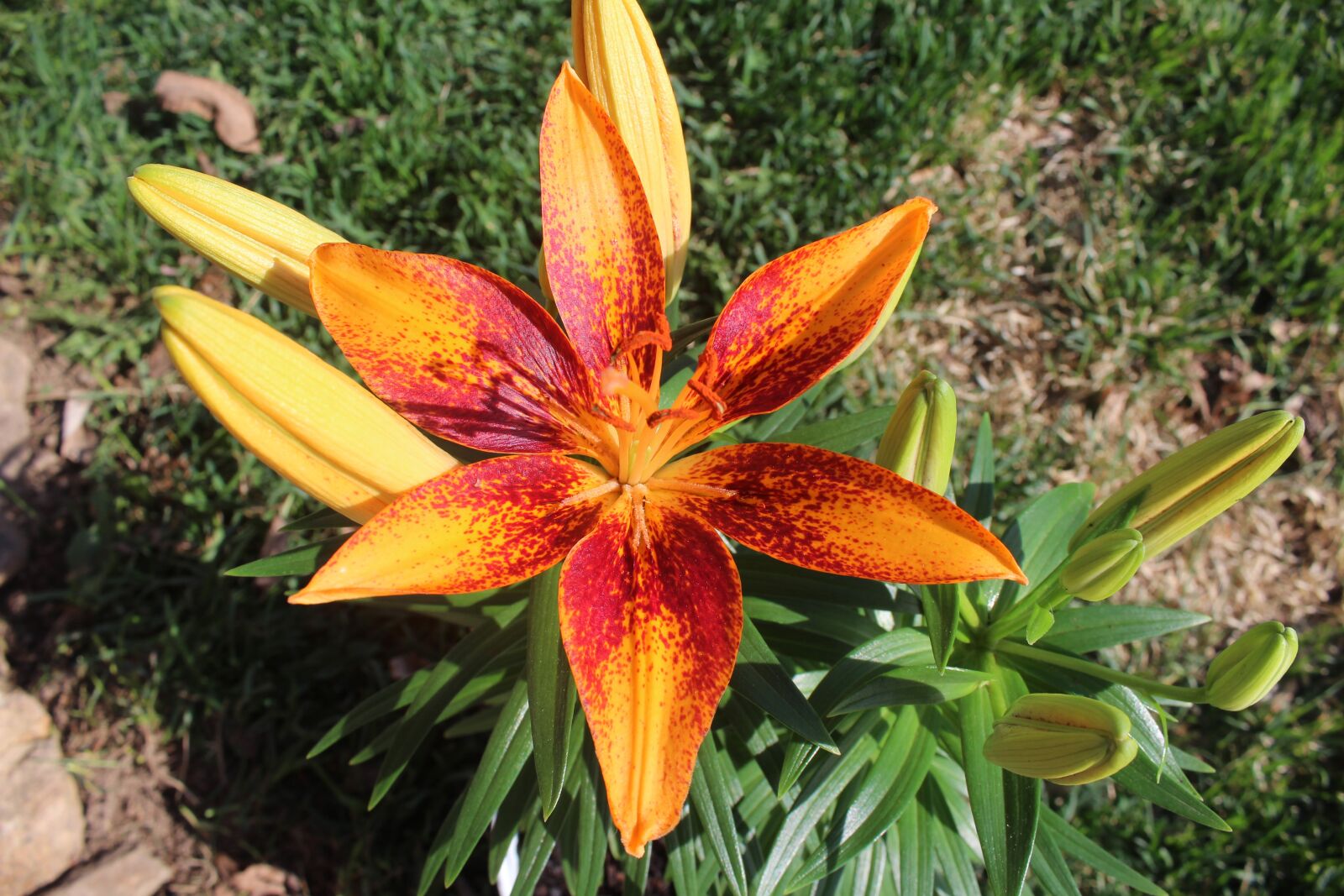 Canon EOS 1200D (EOS Rebel T5 / EOS Kiss X70 / EOS Hi) sample photo. Lily, orange, spotted photography