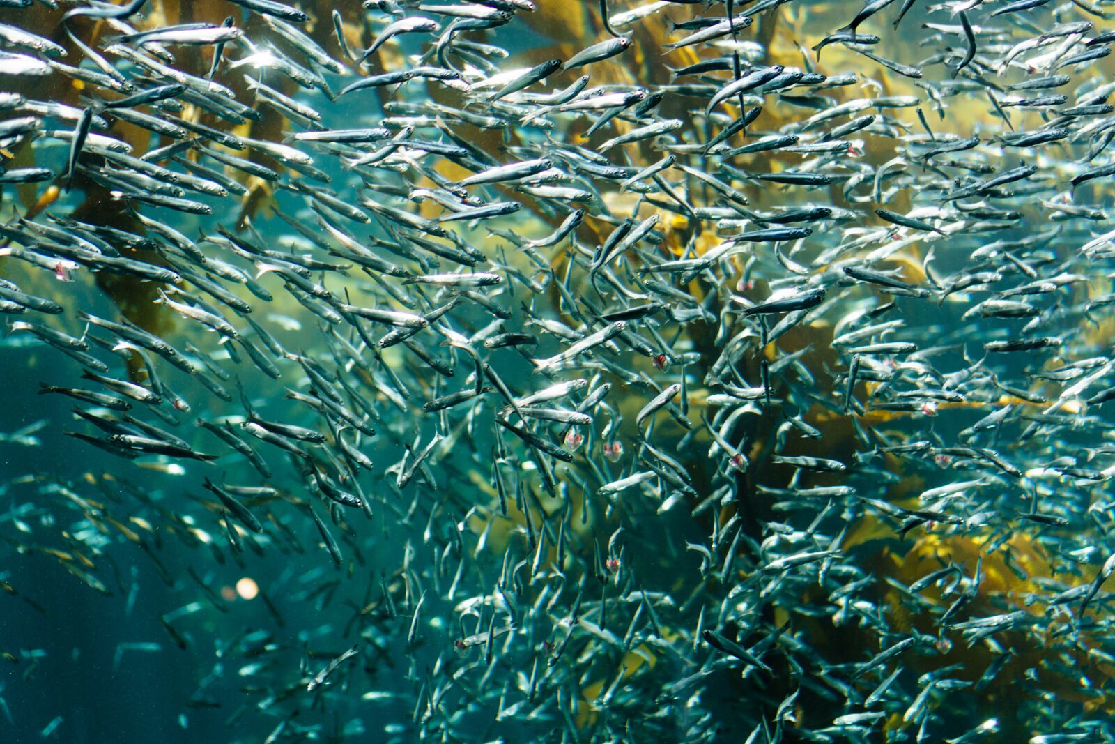 Sony a6000 + Sony E 35mm F1.8 OSS sample photo. Fish, silver, sardine photography