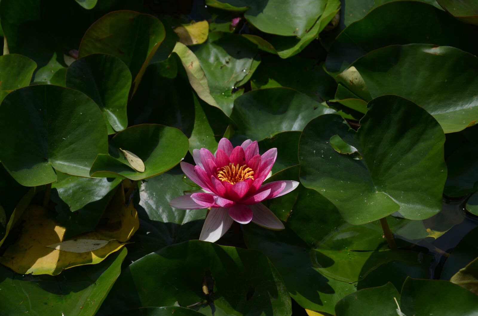 Nikon D5100 sample photo. Water lilies, water lily photography