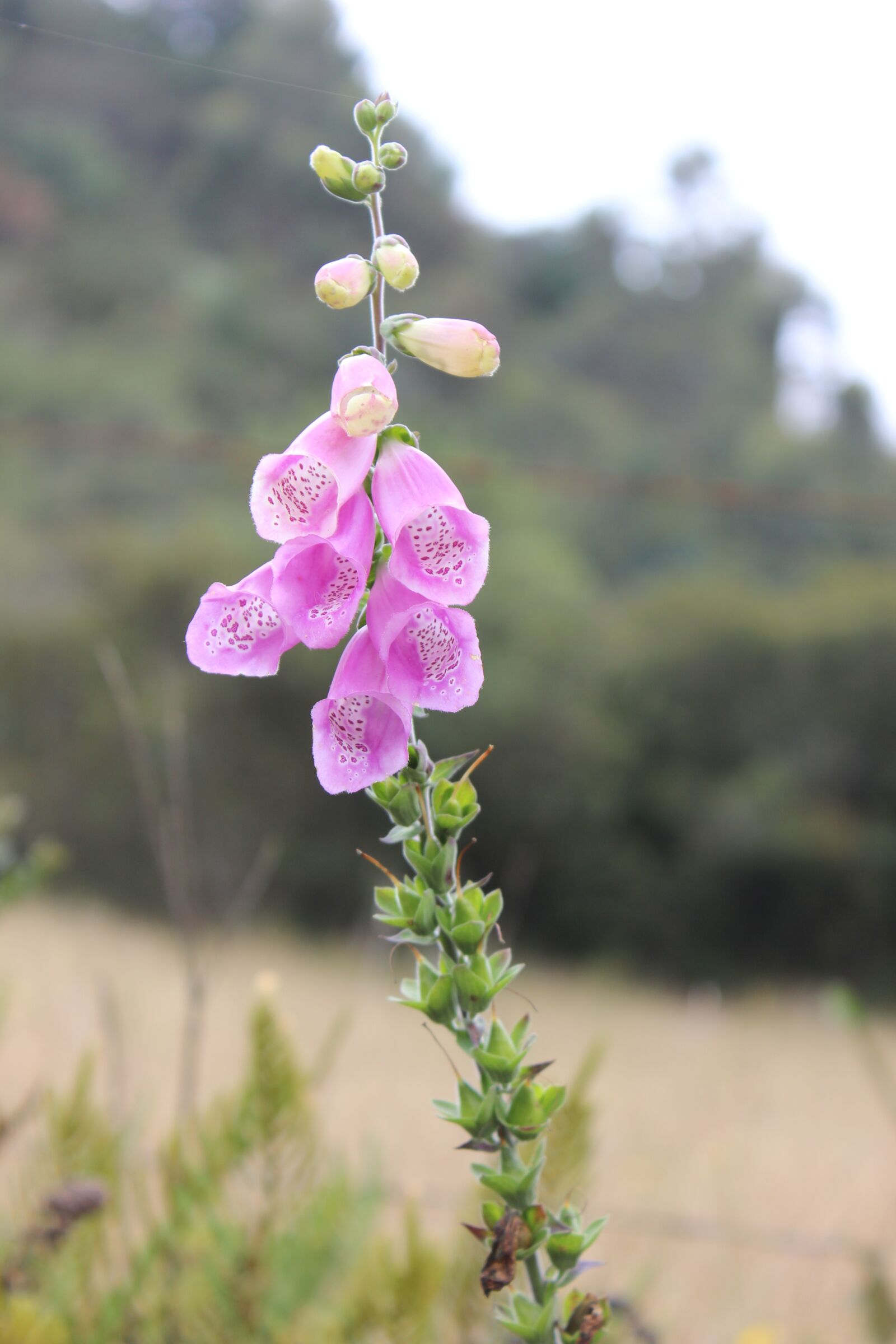 Canon EOS 600D (Rebel EOS T3i / EOS Kiss X5) sample photo. Flower, fuchsia, green photography