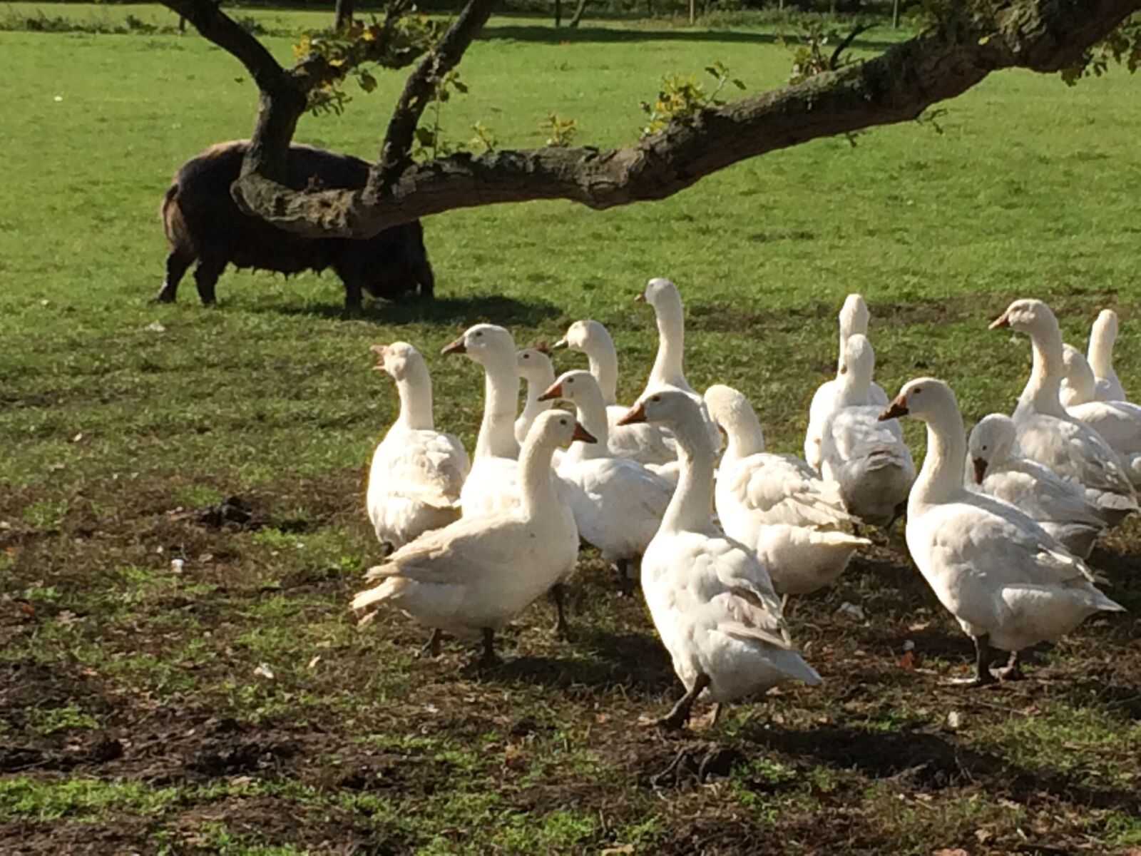 iPhone 5s back camera 4.12mm f/2.2 sample photo. English, free, range, geese photography