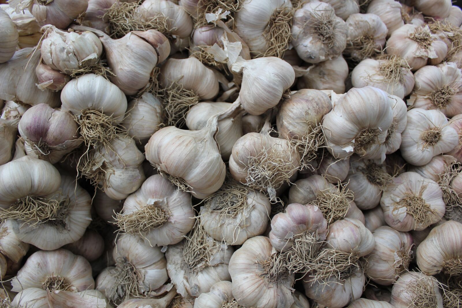 Canon EOS 550D (EOS Rebel T2i / EOS Kiss X4) sample photo. Garlic, texture, background photography