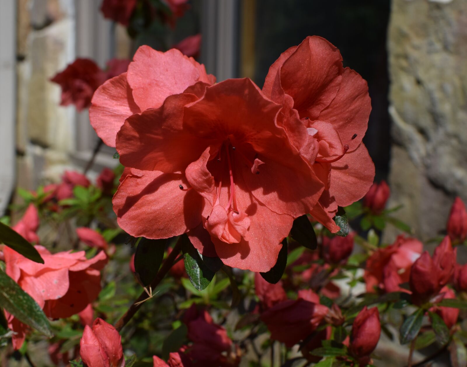 Nikon D3300 sample photo. Red-orange azalea, azalea, flower photography