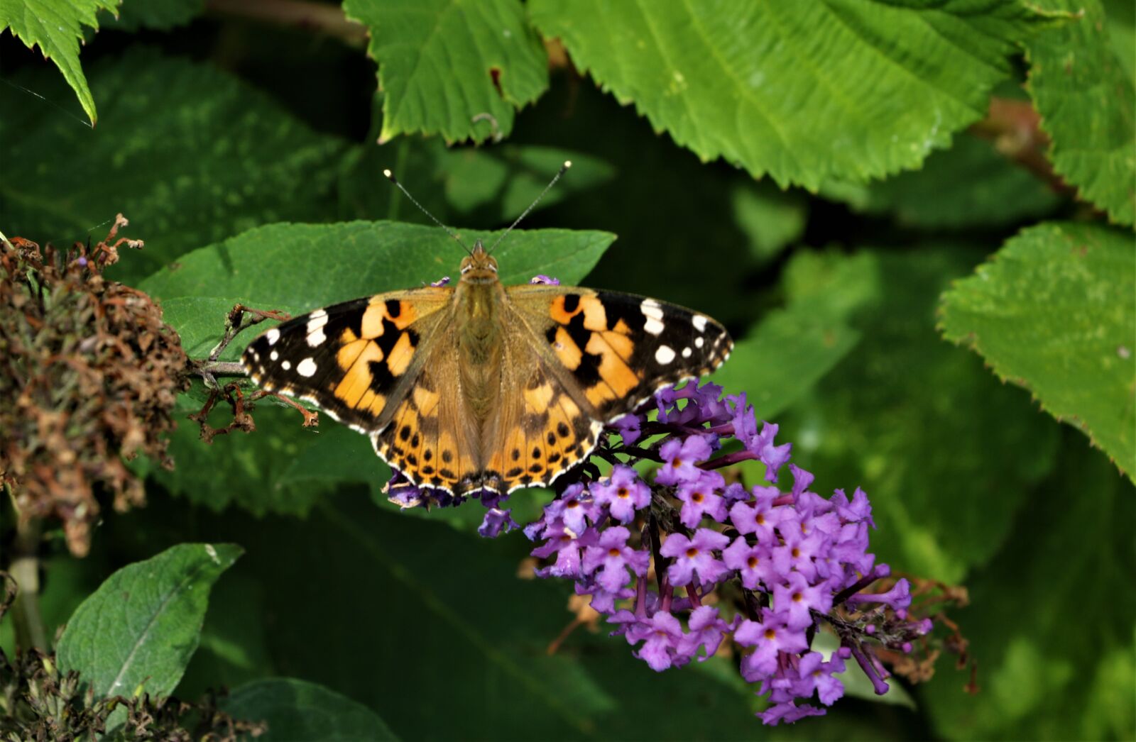 Canon EOS 7D Mark II + Canon EF-S 18-135mm F3.5-5.6 IS STM sample photo. Painted lady, butterfly, insect photography