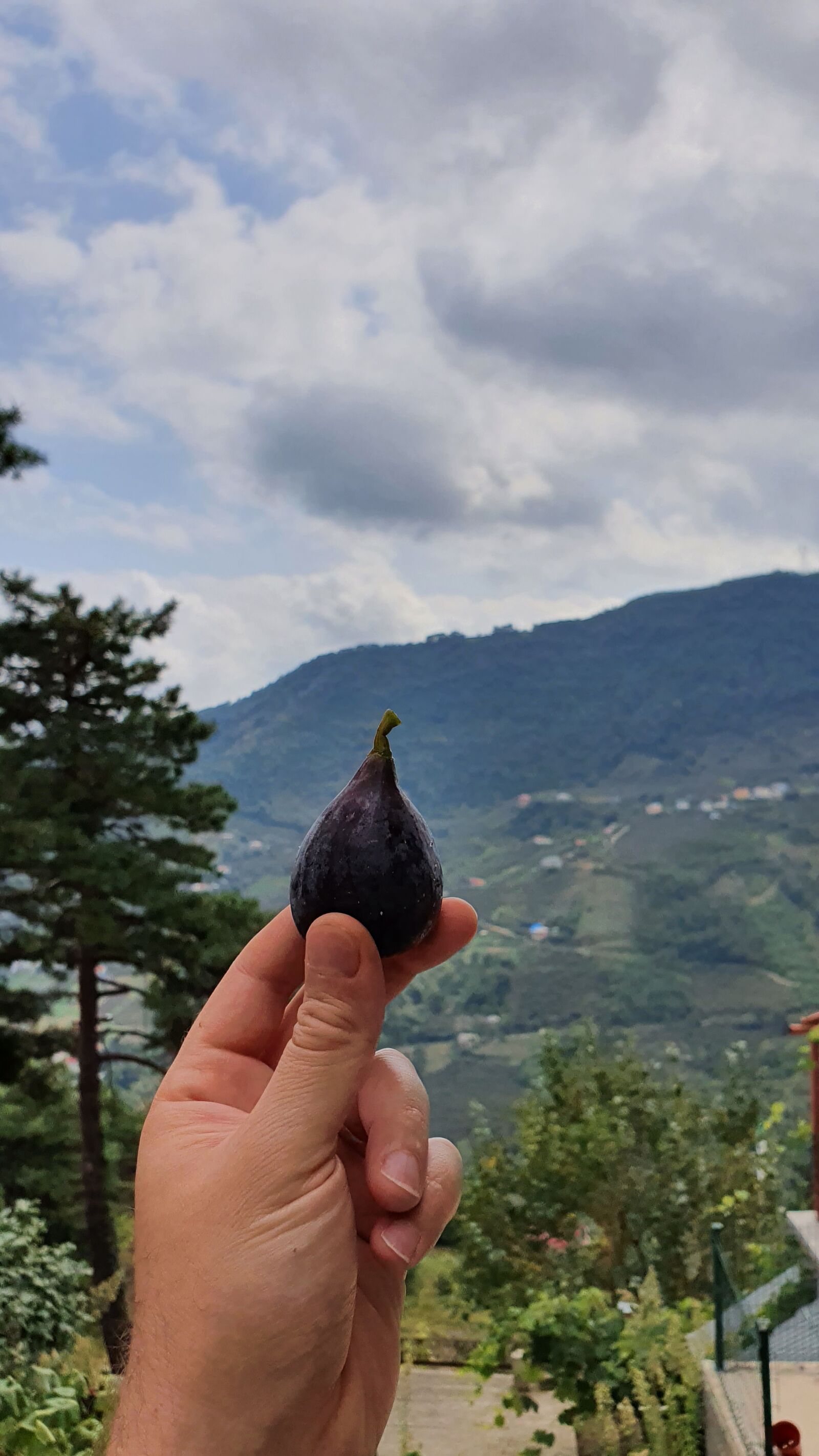 Samsung SM-G975F sample photo. Fig, mountains, nature photography