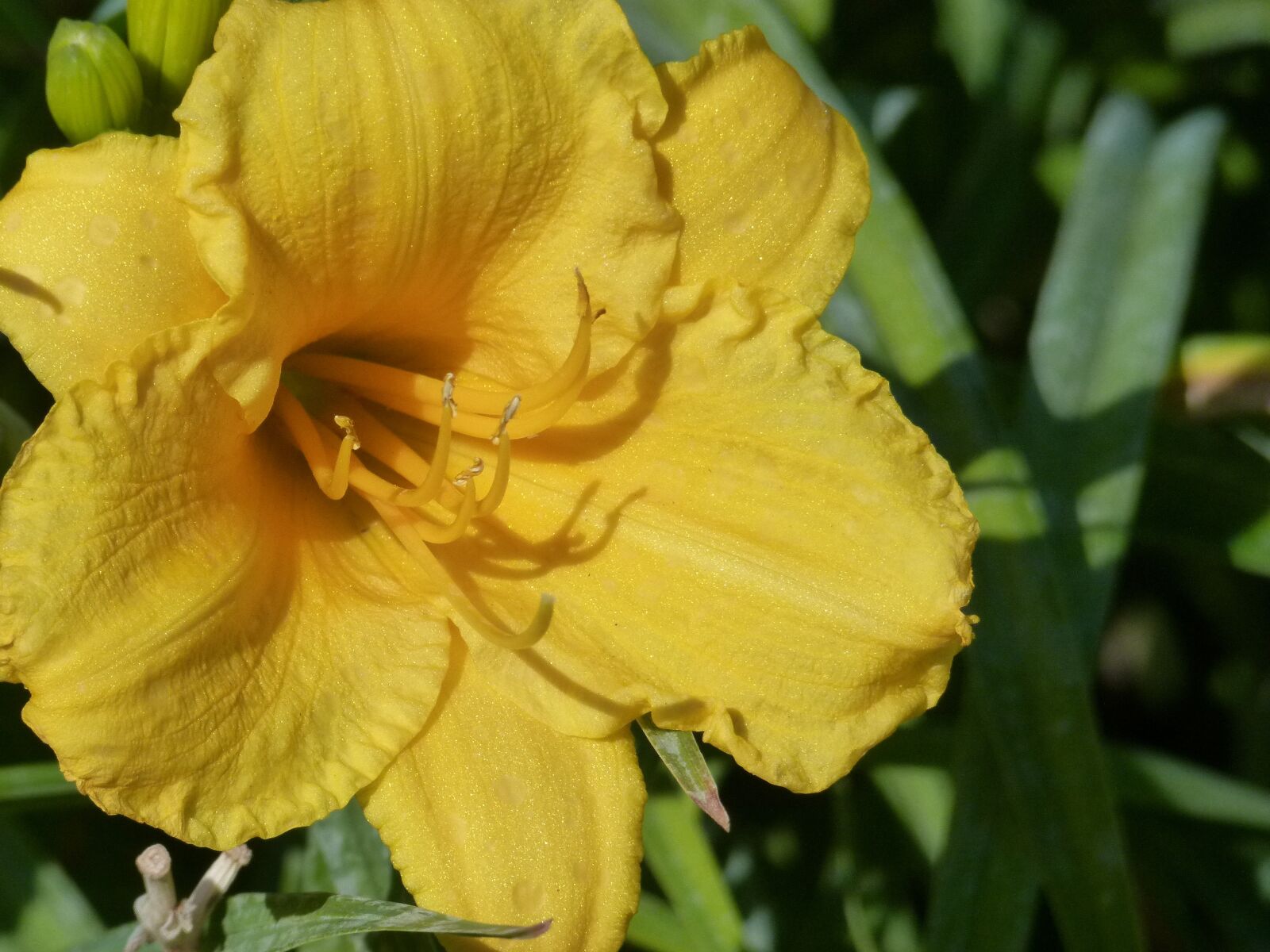 Panasonic Lumix DMC-FZ100 sample photo. Flower, lily, yellow photography