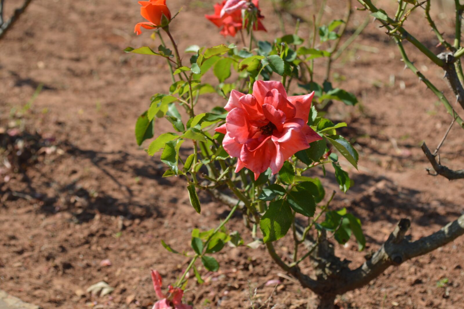 Nikon D3200 sample photo. Flower, green, nature photography