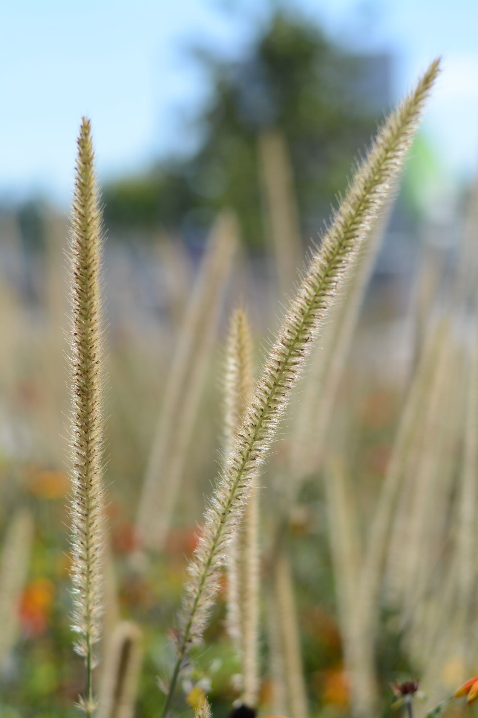 Nikon D5200 sample photo. Green, nature, plant photography