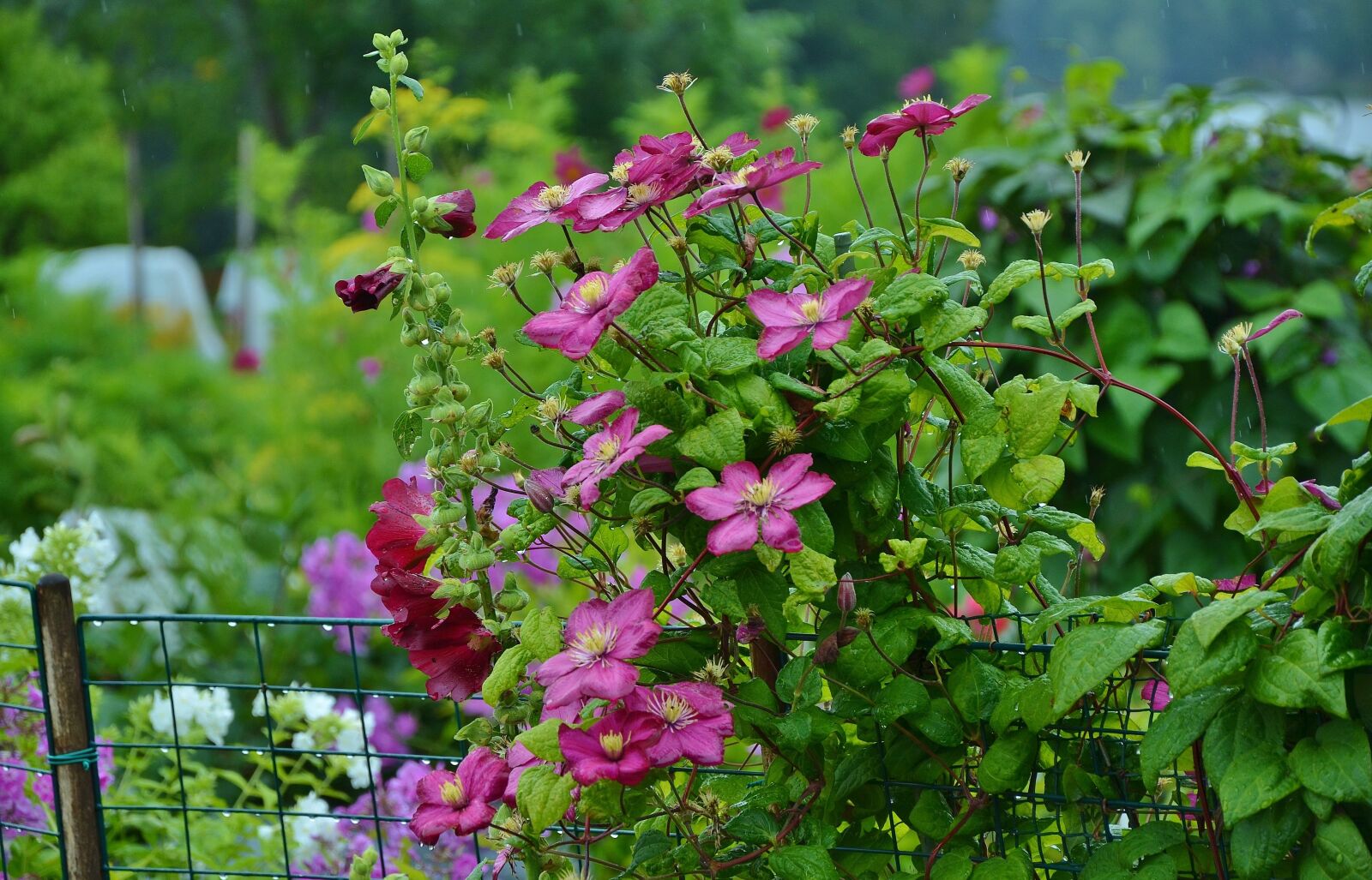 Nikon D7000 sample photo. Flower, floral, nature photography