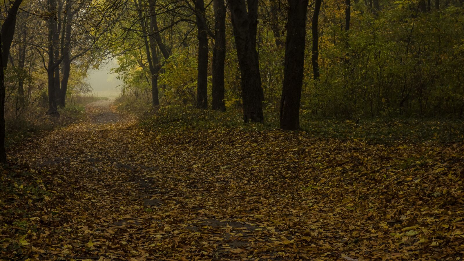 Sony Cyber-shot DSC-RX100 sample photo. Landscape, fog, trees photography