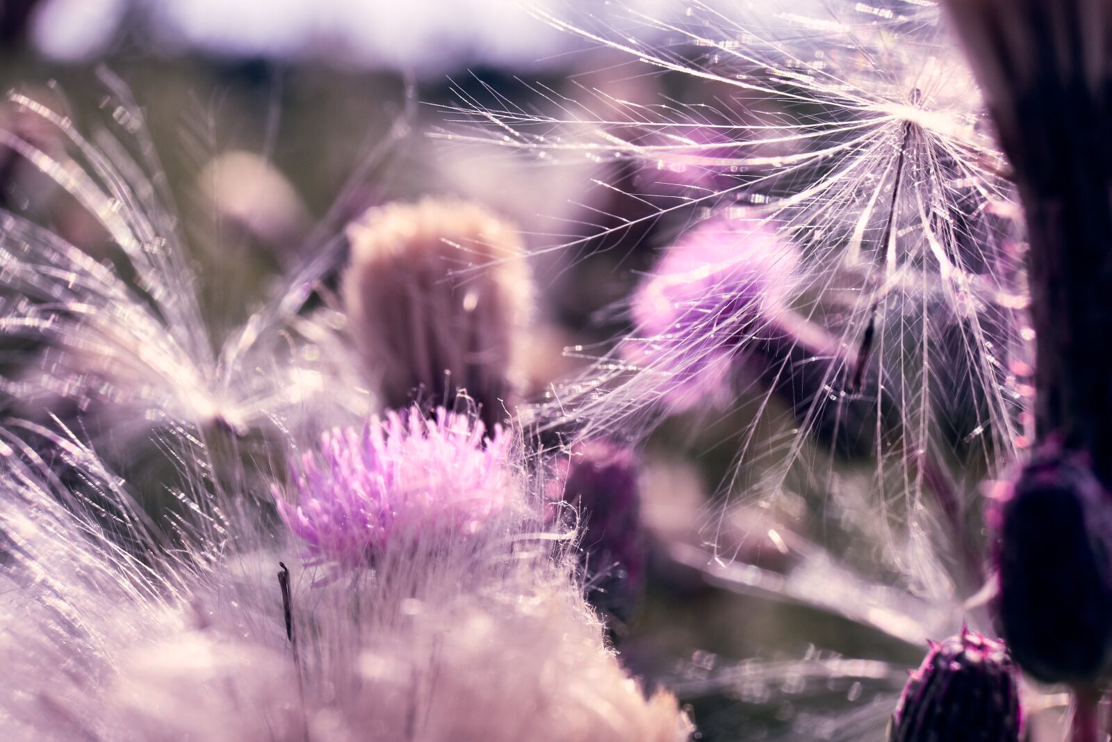Fujifilm XF 18-55mm F2.8-4 R LM OIS sample photo. Swamp scratch thistle, pollen photography