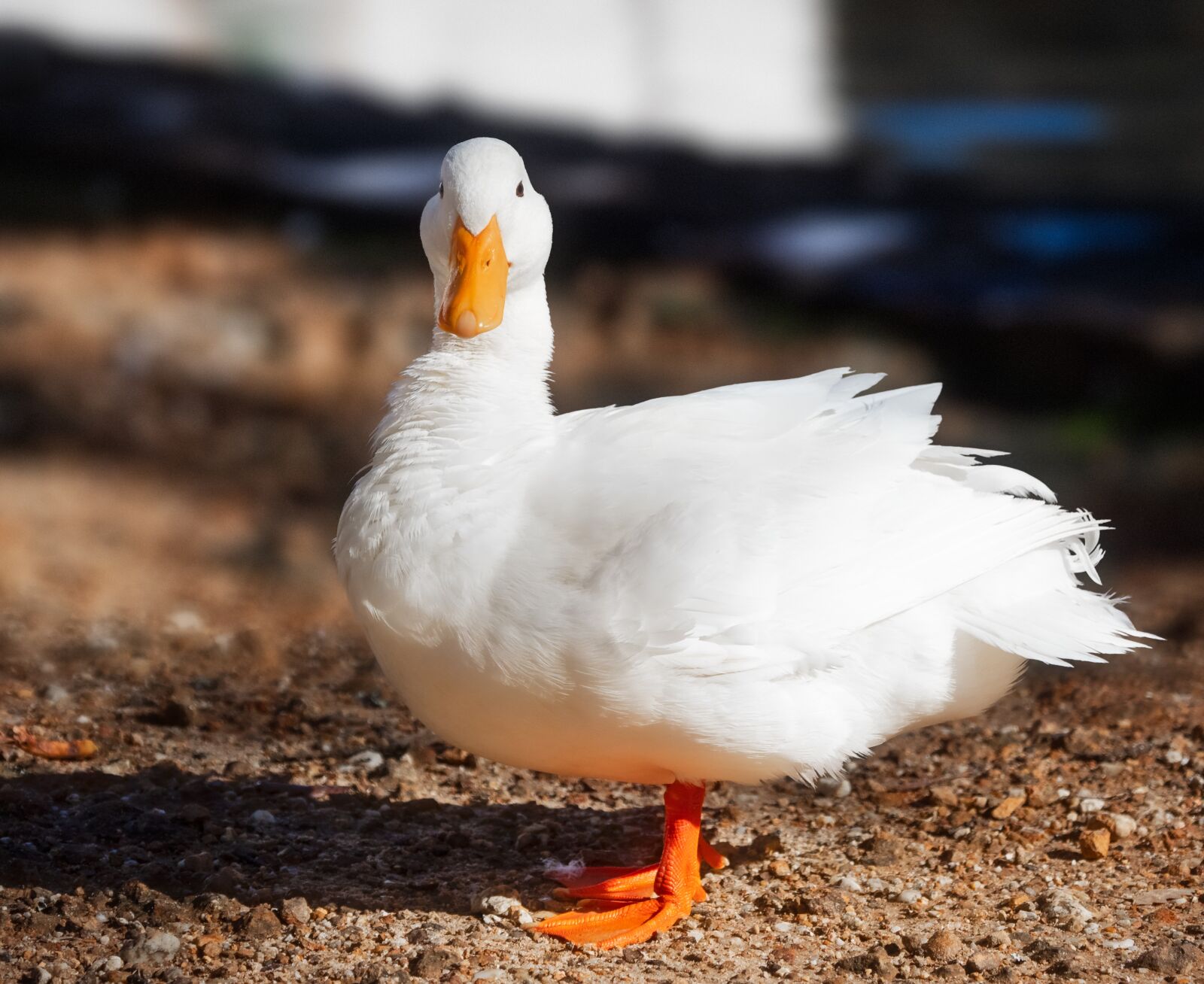 Olympus M.Zuiko Digital ED 12-100mm F4.0 IS Pro sample photo. Pekin duck, long island photography