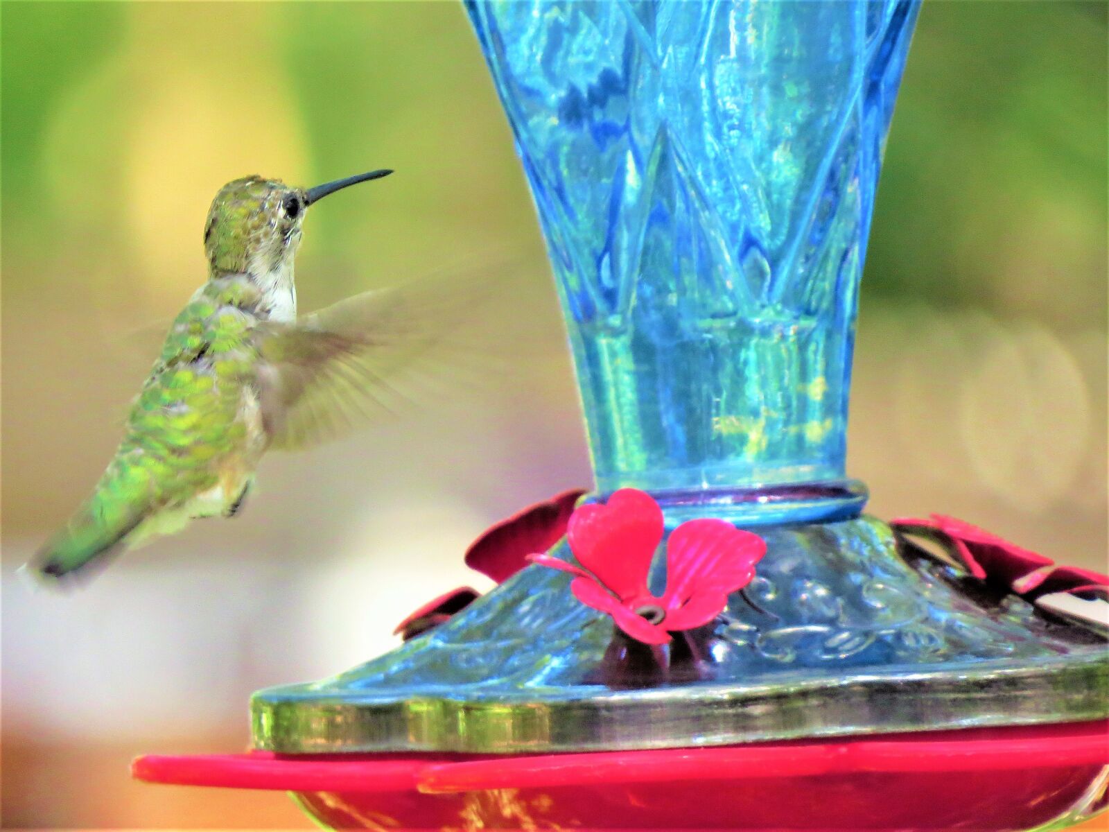 Canon PowerShot SX50 HS sample photo. Humming bird, in flight photography