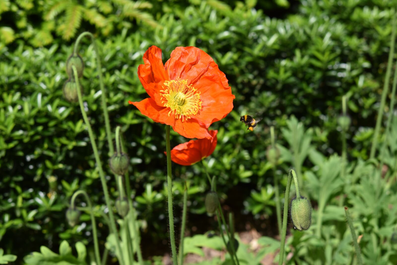 Nikon D5600 sample photo. Flower, flower orange yellow photography
