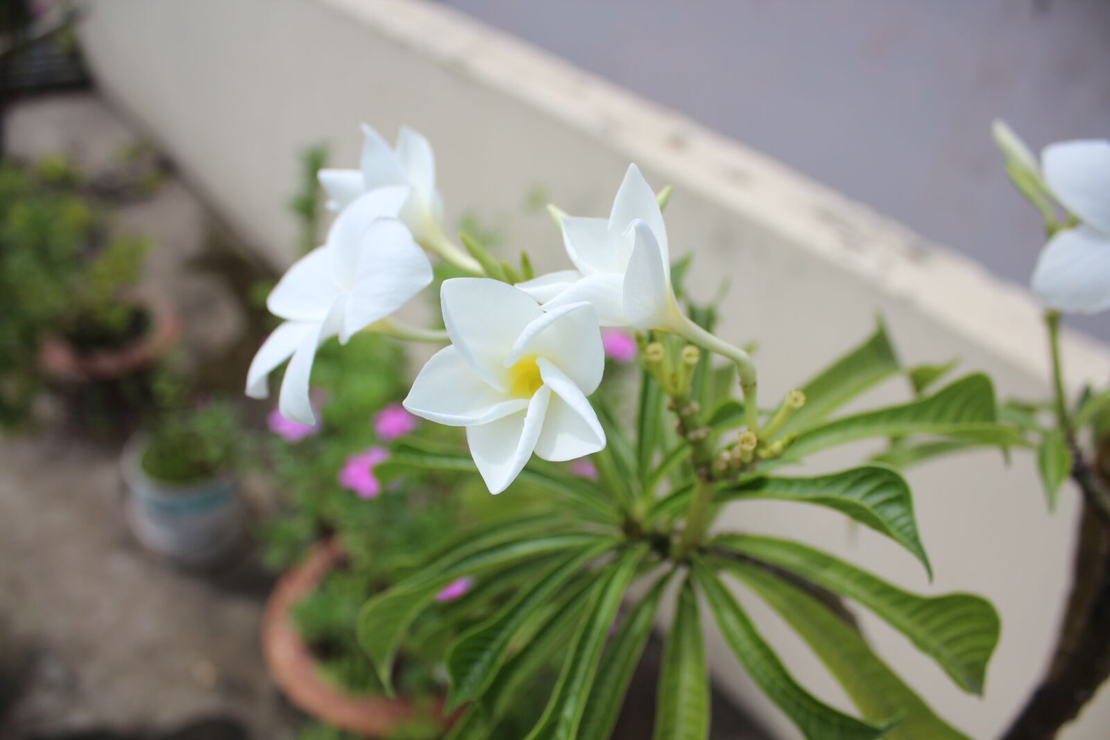 Canon EOS 600D (Rebel EOS T3i / EOS Kiss X5) sample photo. "Flower, rooftop, blooming" photography