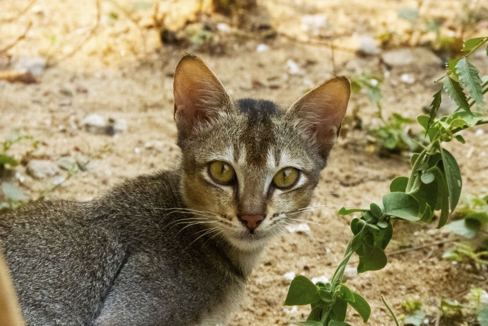 Canon PowerShot SX60 HS sample photo. Cat's eyes, pet, cat photography
