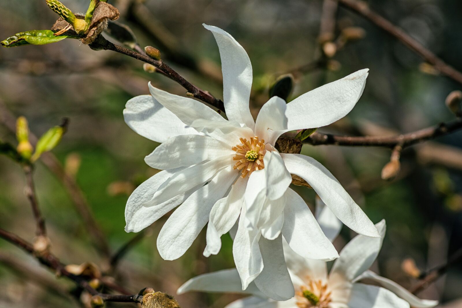 Nikon D7100 + Tokina AT-X Pro 100mm F2.8 Macro sample photo. Magnolia, blossom, flower photography