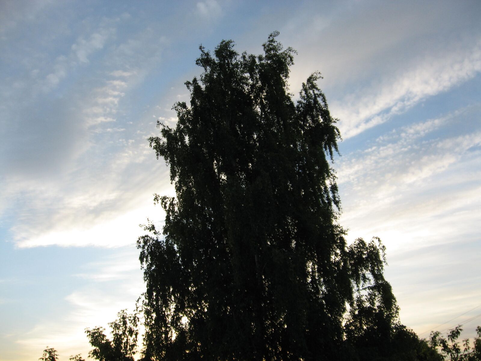 Canon POWERSHOT A550 sample photo. Evening, birch, clouds photography