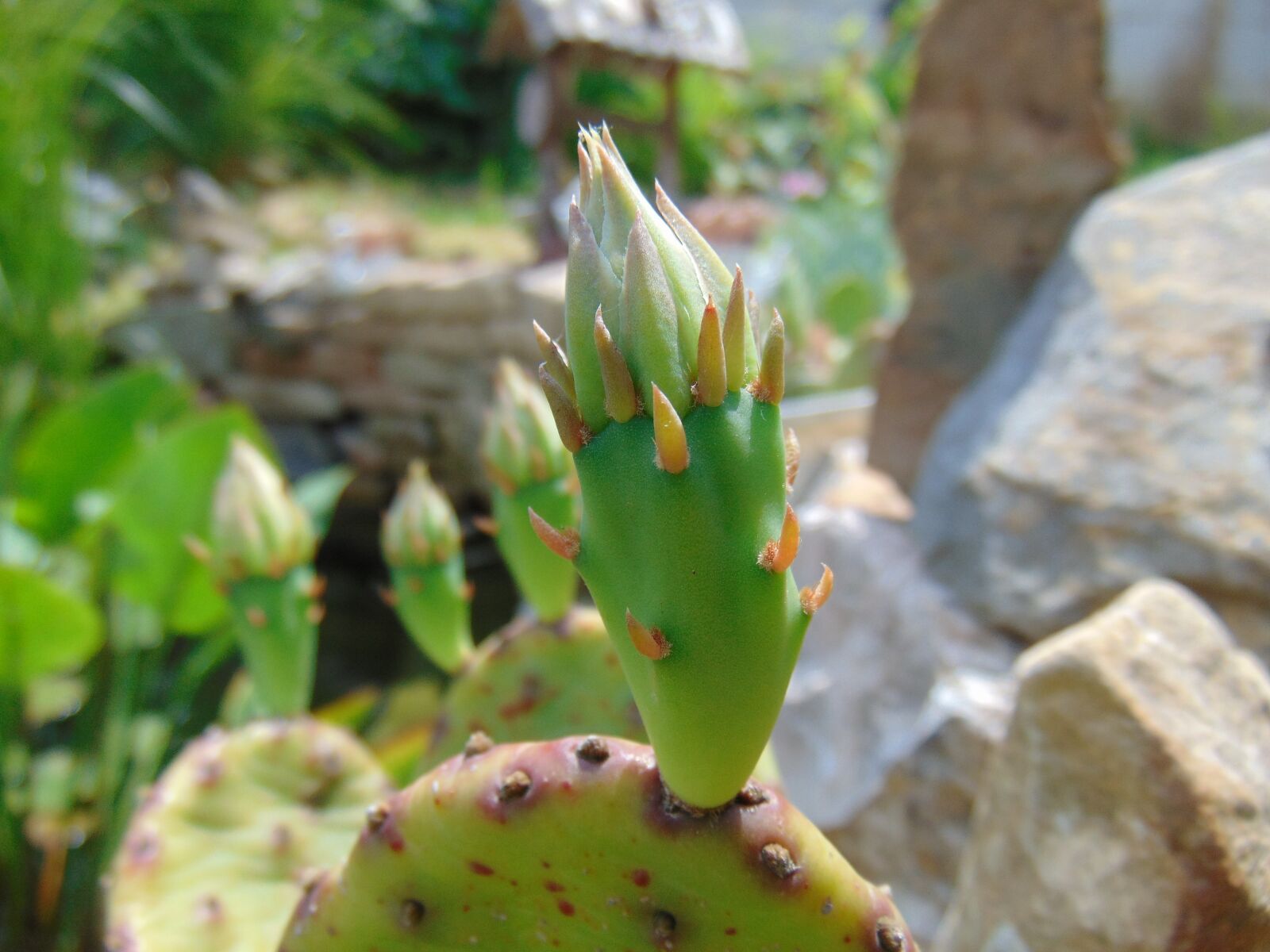 Sony Cyber-shot DSC-H300 sample photo. Cactus, foliage, green photography