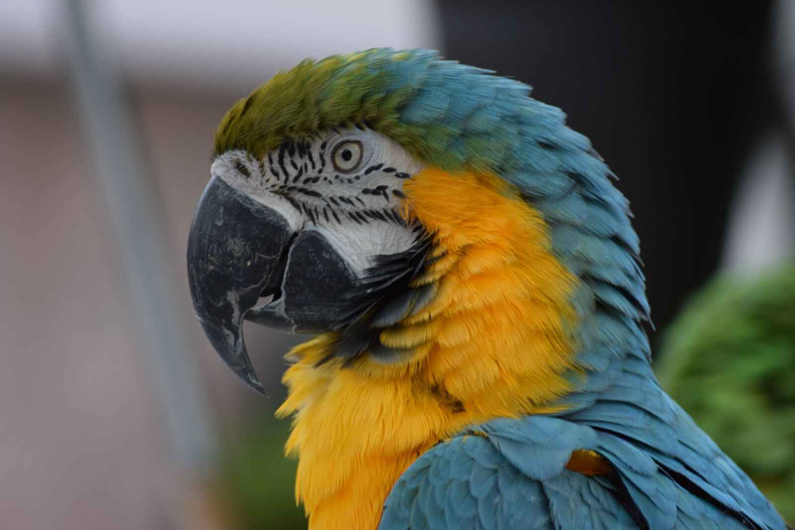 Nikon D3300 sample photo. Animal, aviary, beak photography