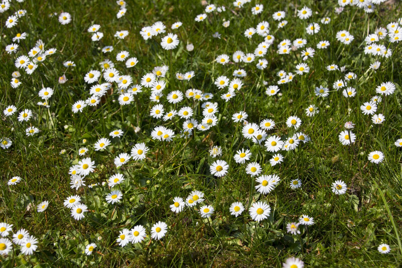 Canon EOS 60D sample photo. Flower, garden, flower garden photography