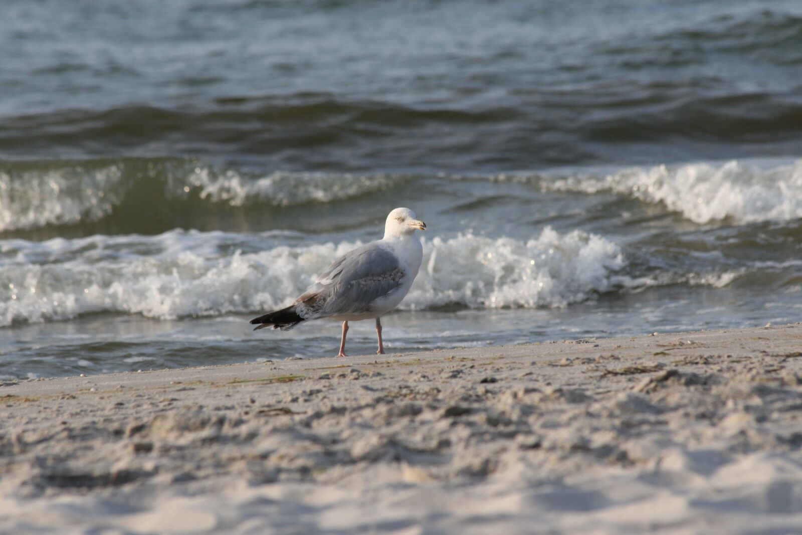 Canon EOS 30D sample photo. Gull, beach, sea photography