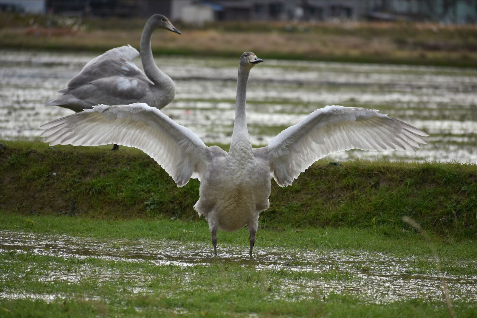 Nikon D7200 sample photo. Animal, paddy field, waterside photography