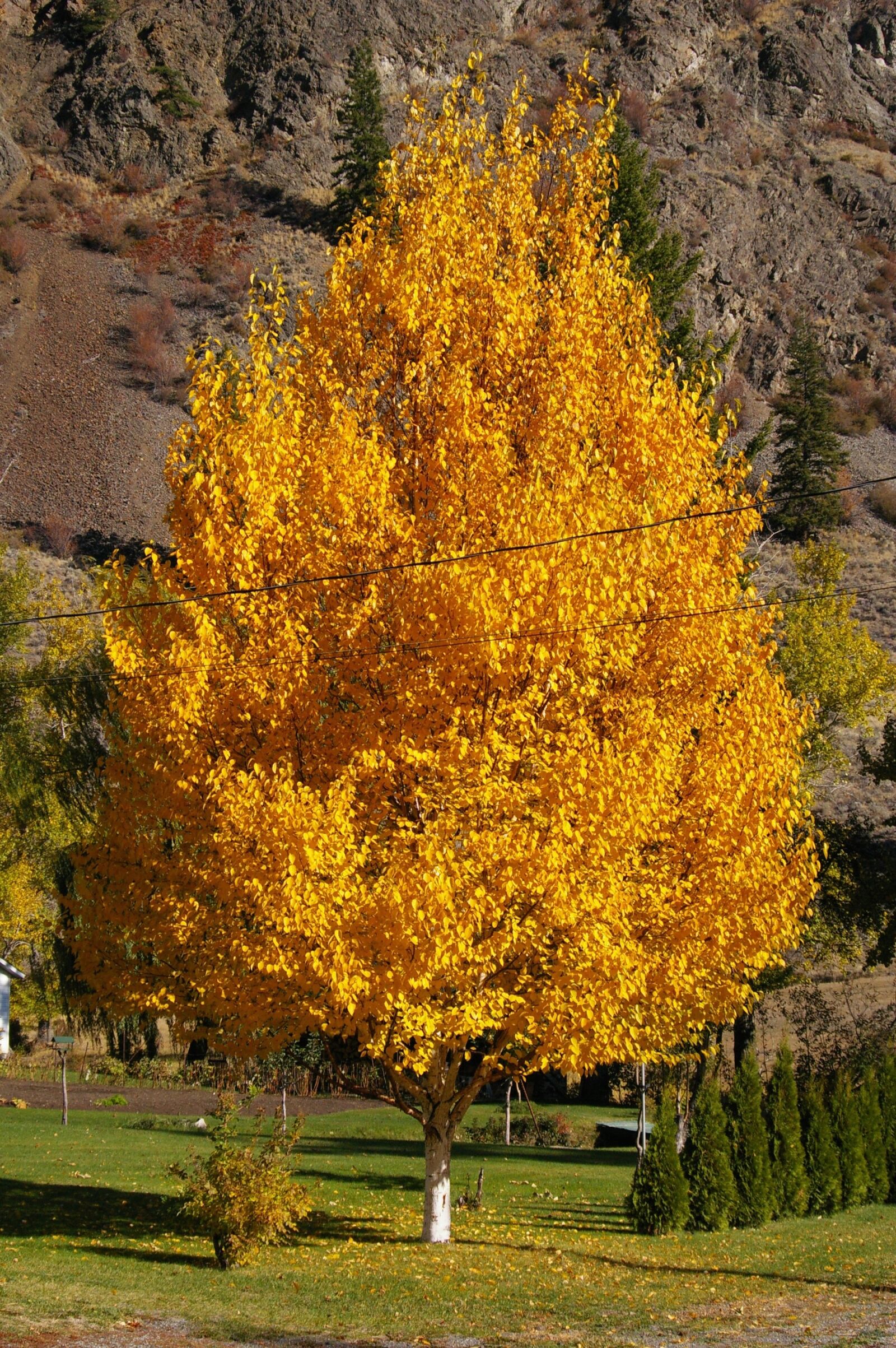 Pentax K100D Super sample photo. Birch tree, landscaping, natural photography