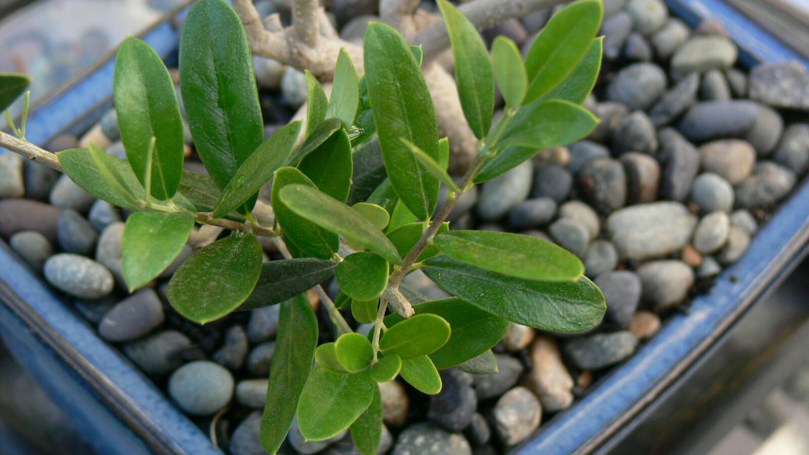 Panasonic DMC-FZ30 sample photo. Leaves, bonsai, olive photography