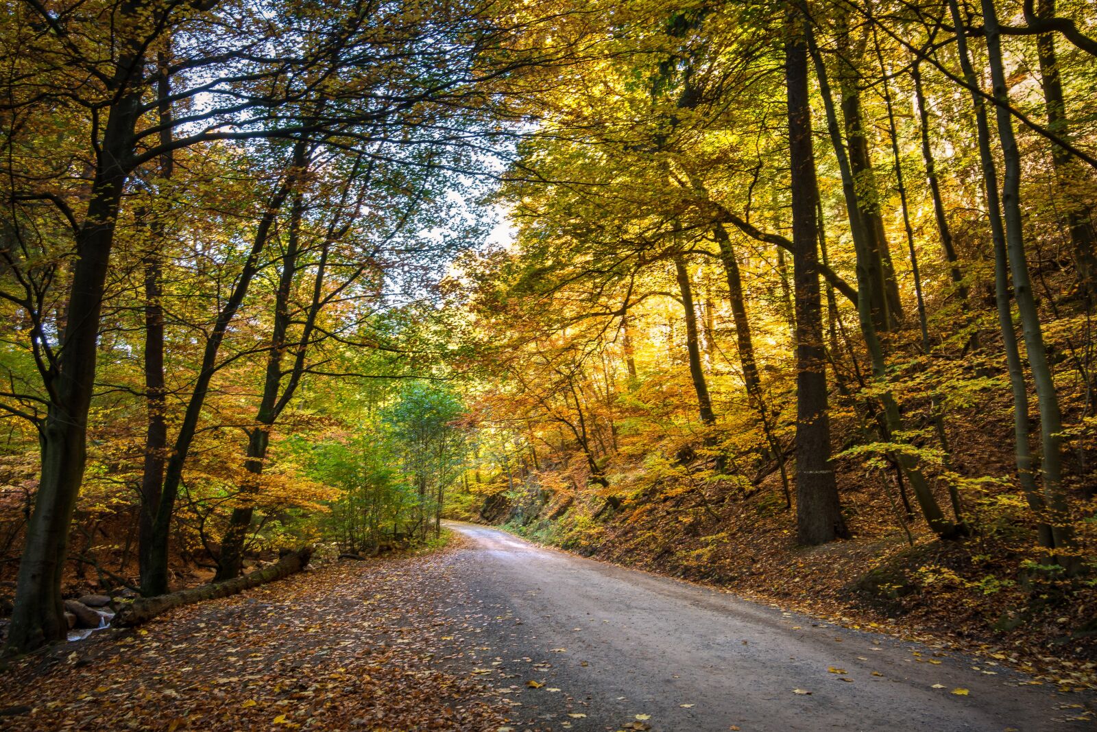 Tokina AT-X 16-28mm F2.8 Pro FX sample photo. Forest, fall foliage, forest photography