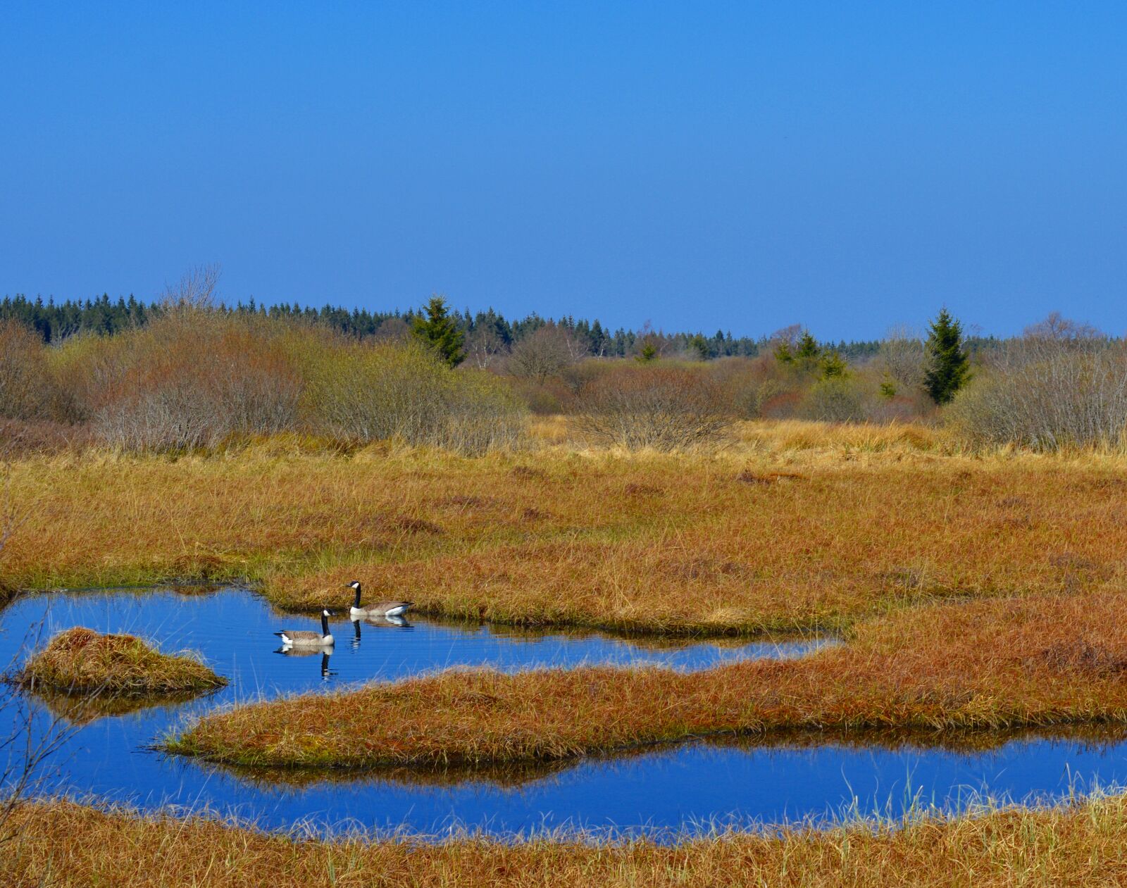 Nikon D3200 sample photo. Moor, peat bog, venn photography