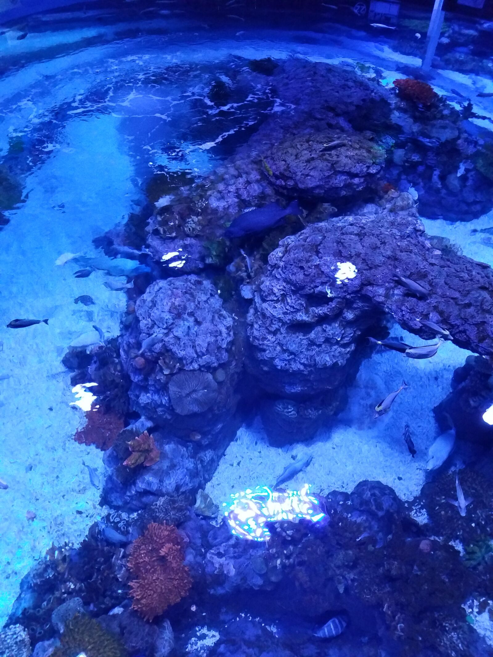 Samsung Galaxy S7 Edge sample photo. Aquarium, marine, harbour photography
