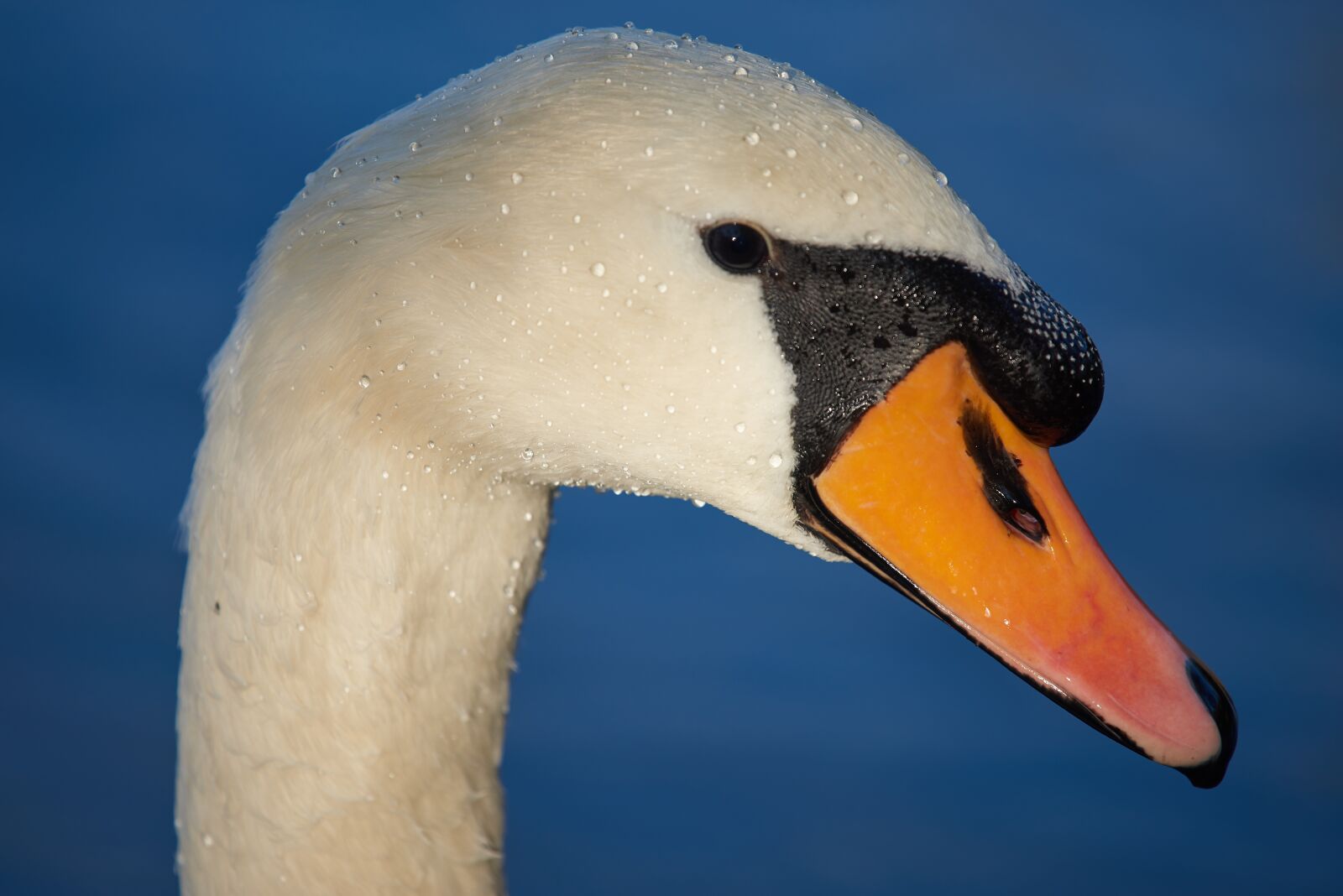 Nikon AF-S Nikkor 300mm f/4E PF ED VR sample photo. Swan, bird, a photography
