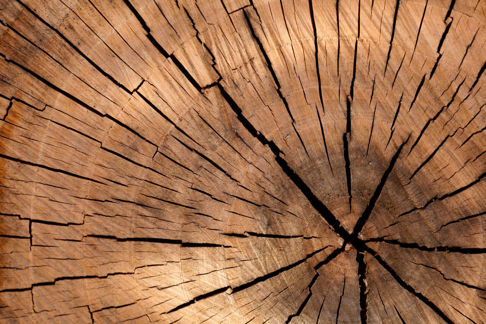 Canon EOS 5D Mark II sample photo. Wood, nature, pattern, texture photography