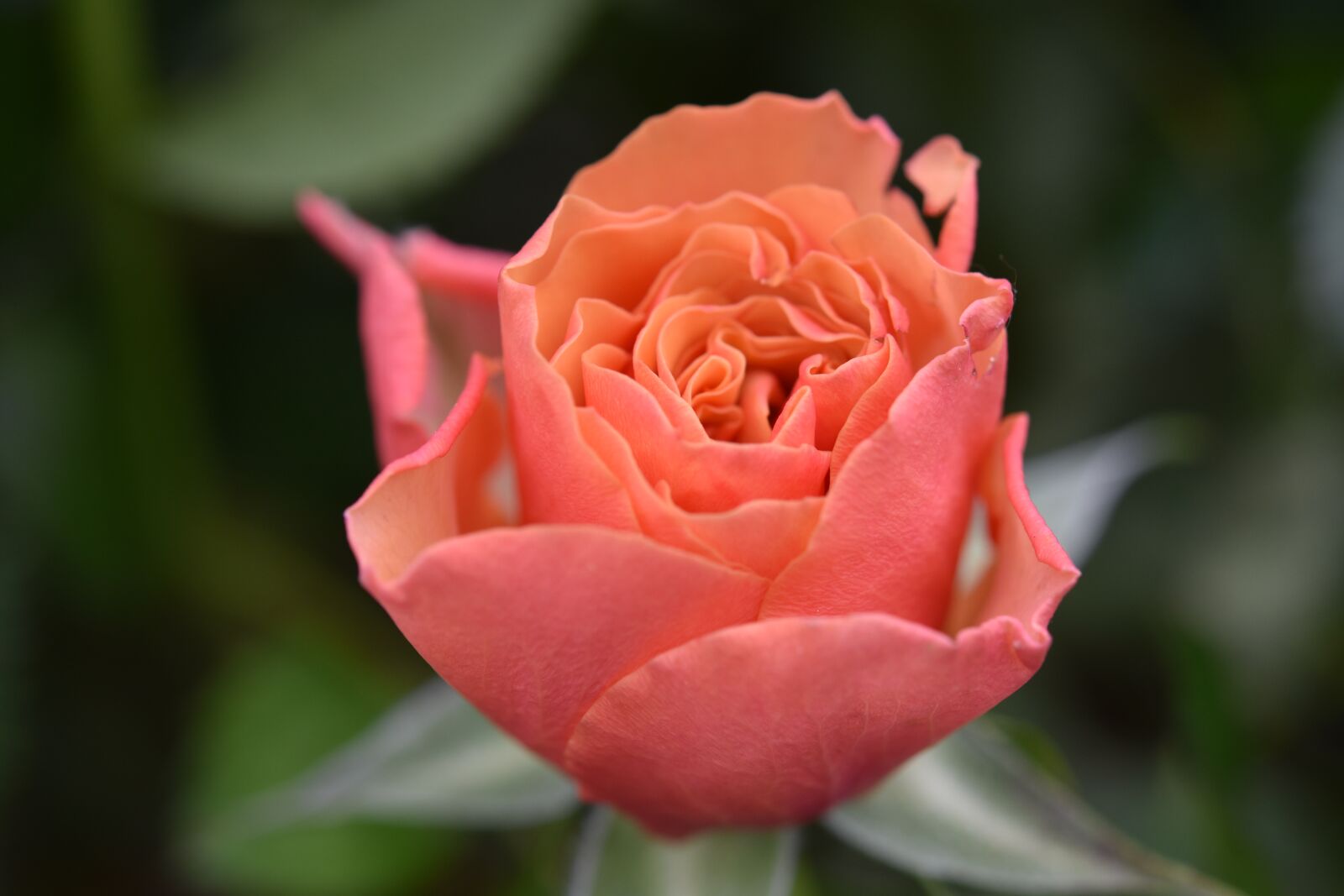 Nikon D5600 sample photo. Pink, flower, flower color photography