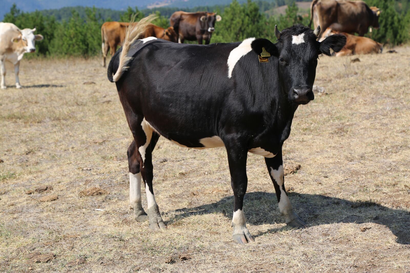 Canon EF 24-105mm F4L IS USM sample photo. Cow, cattle, animal photography