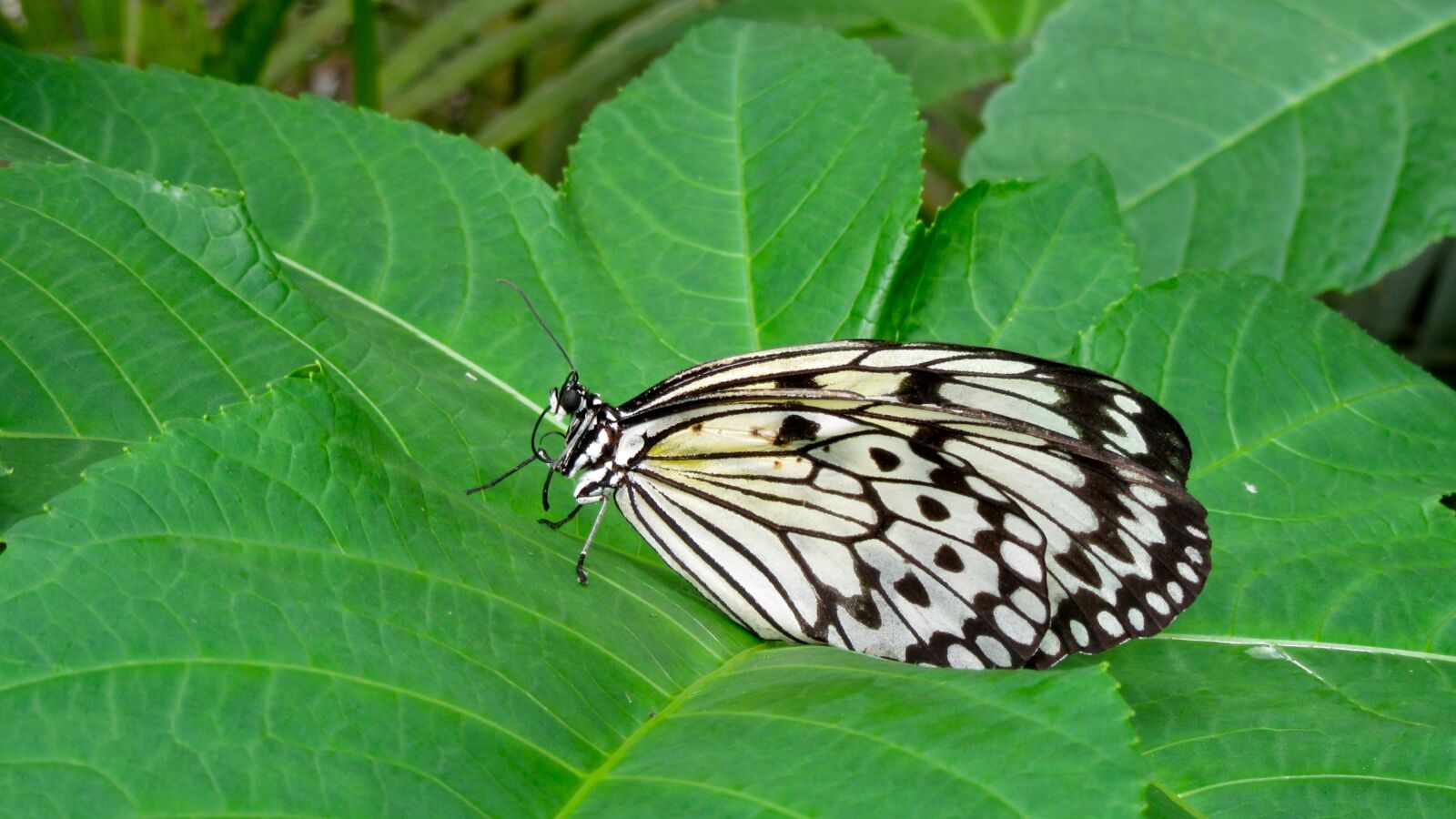 Canon PowerShot SX610 HS sample photo. Butterfly, nature, close up photography