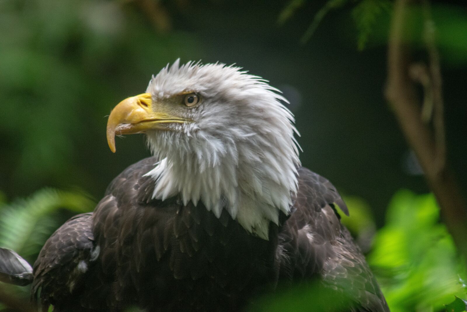 Nikon D3300 sample photo. Eagle, usa, oregon photography