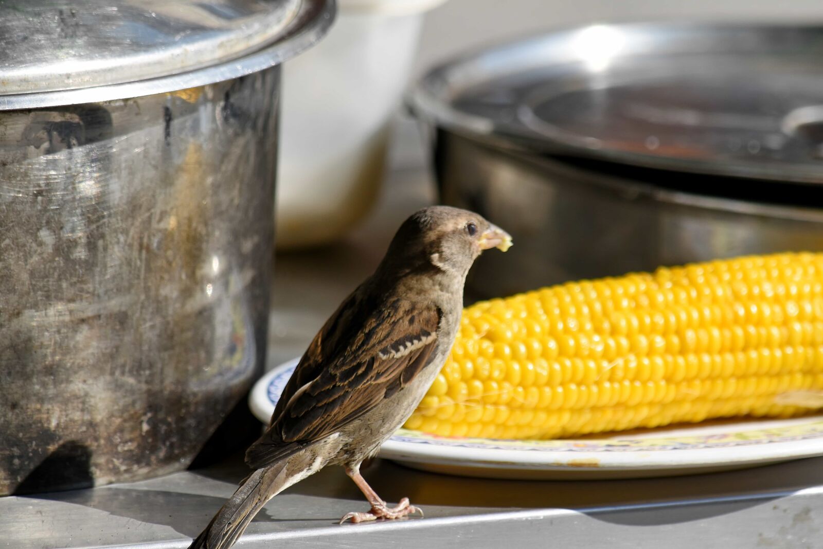 Nikon D5500 sample photo. Corn, eating, sparrow, kernel photography
