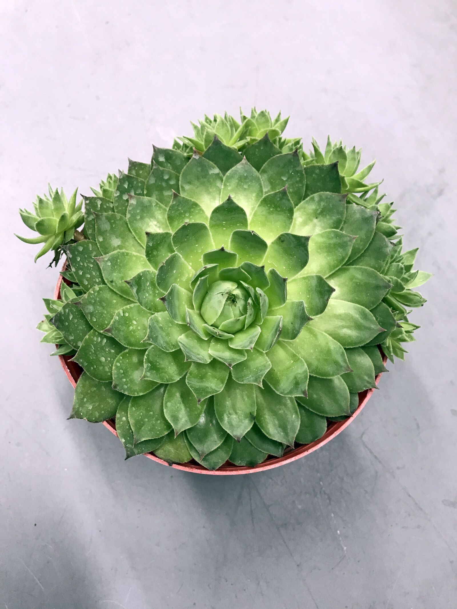 iPhone 7 Plus back dual camera 3.99mm f/1.8 sample photo. Singapore, succulent, plant photography