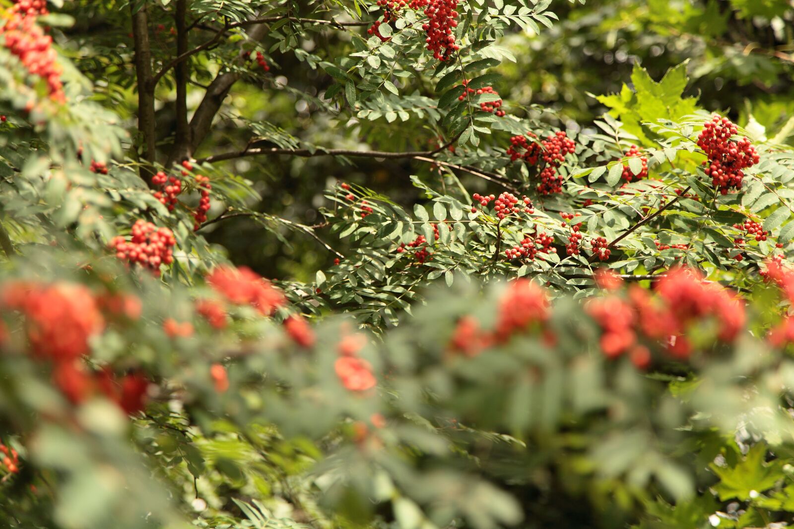 Canon EOS 5D Mark II sample photo. Bunches of rowan, rowan photography