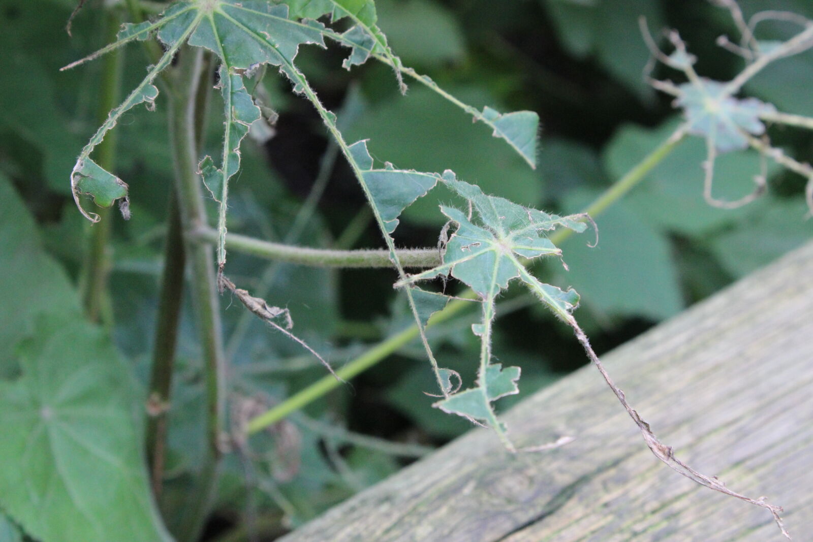 Canon EOS 600D (Rebel EOS T3i / EOS Kiss X5) sample photo. Break, broken, closeup, destroyed photography