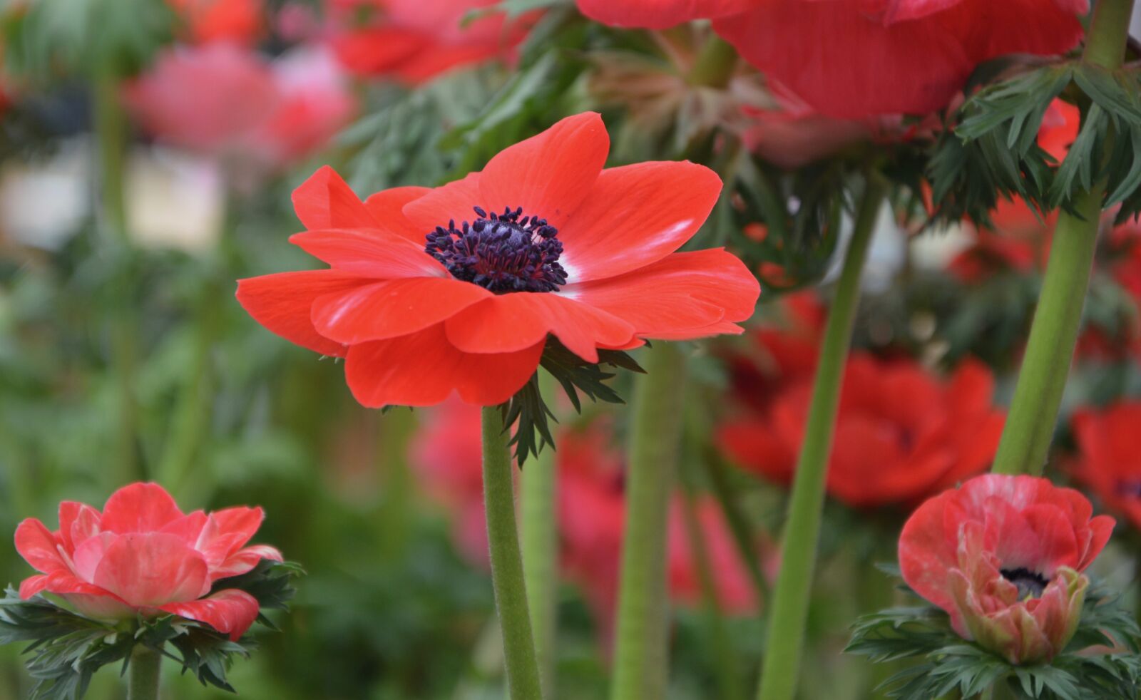 Nikon D5200 sample photo. Flower, flower anemone christina photography