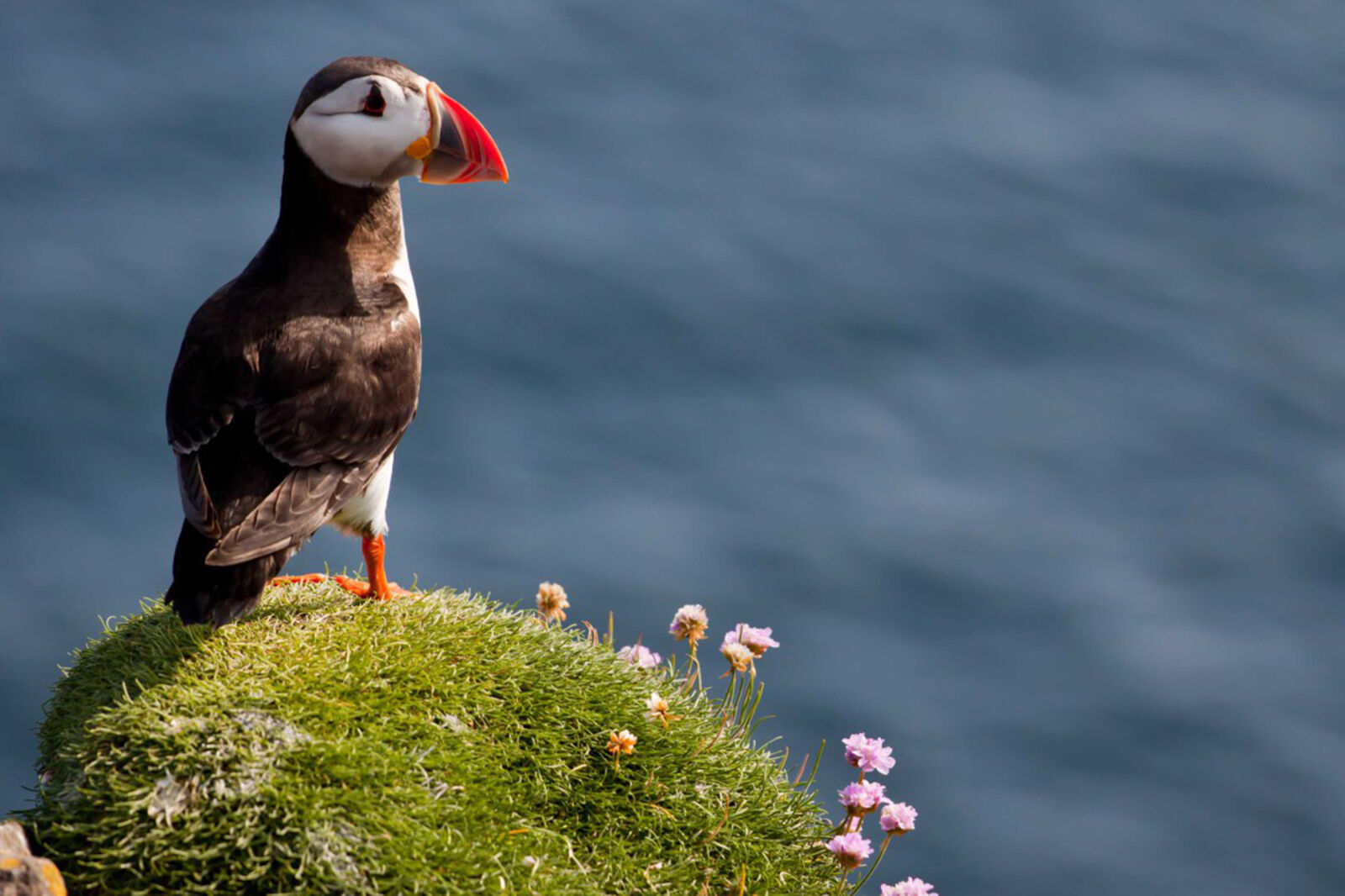 Canon EOS 50D sample photo. Atlantic, bird, isleofmay, puffin photography