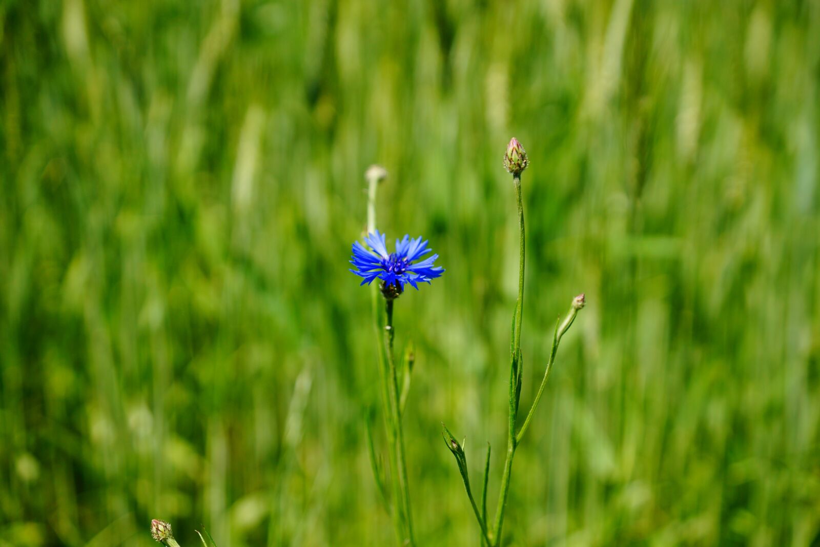 Sony SLT-A65 (SLT-A65V) + Sony DT 16-50mm F2.8 SSM sample photo. Cornflower, cockle, nature photography