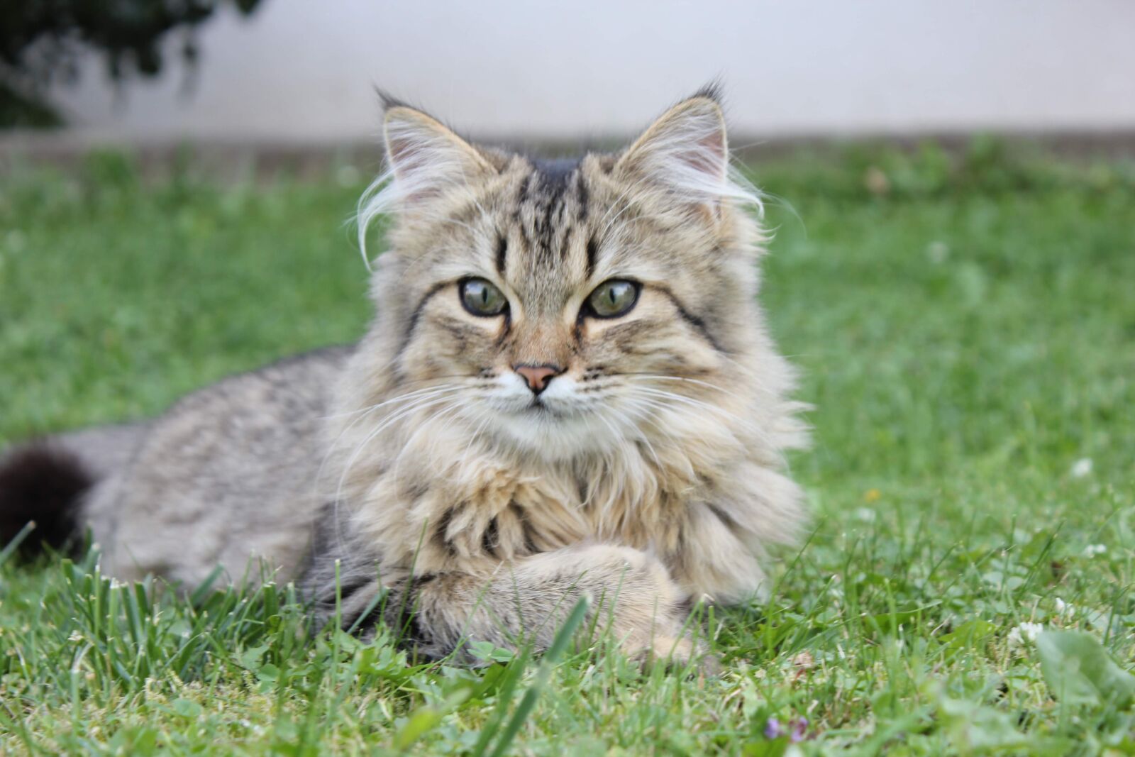 Canon EOS 550D (EOS Rebel T2i / EOS Kiss X4) sample photo. Cat, garden, pet photography