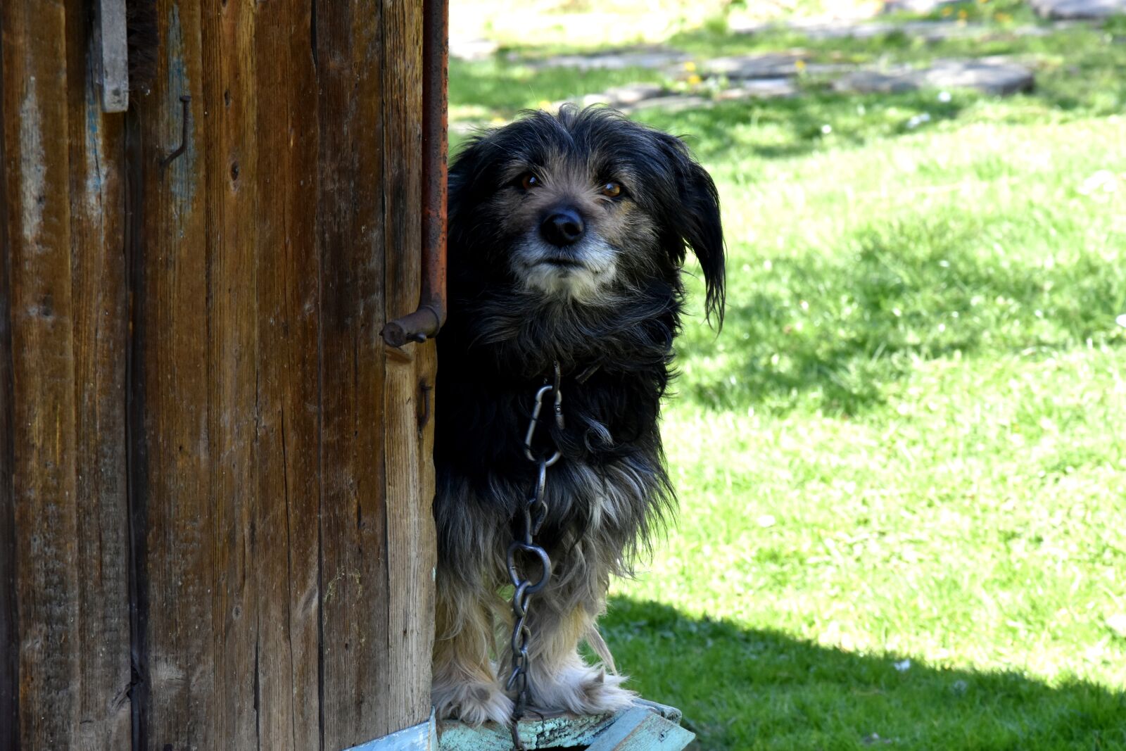 Nikon D7200 sample photo. Dog, village, and the photography