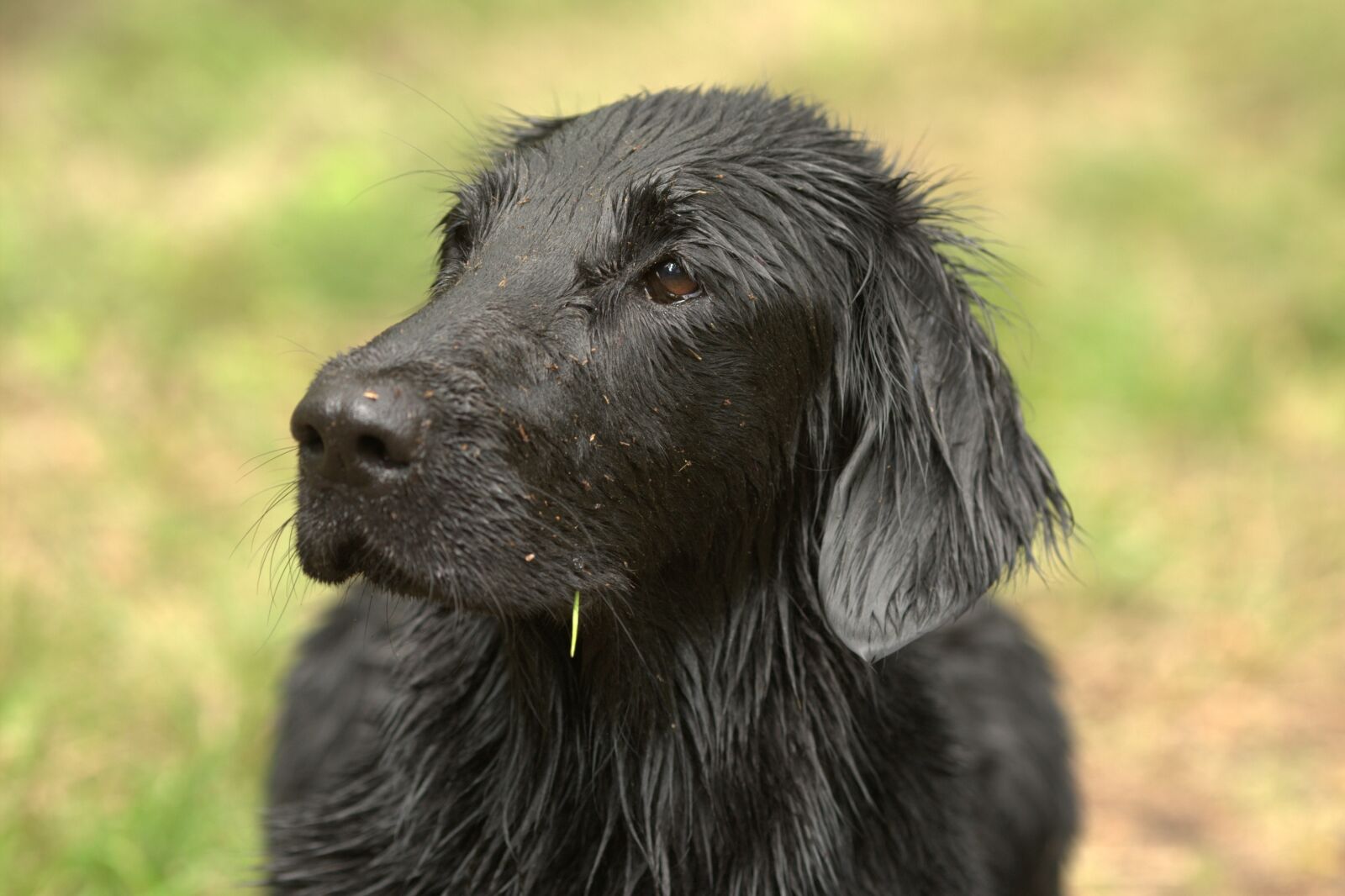 Canon EOS-1D Mark III sample photo. Flatcoated retriever, dog, animal photography